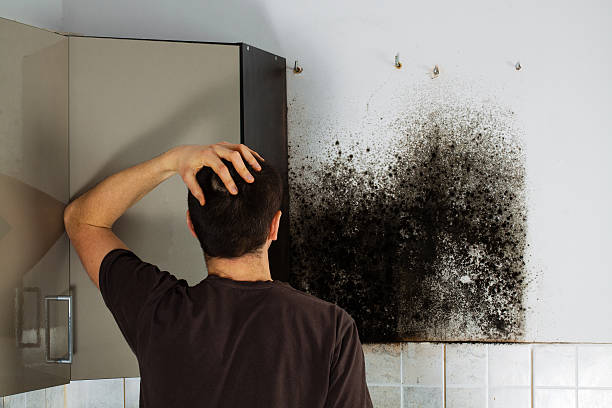 Best Black Mold Remediation in Monarch Mill, SC